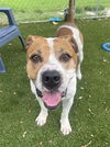 adoptable Dog in  named BOSS