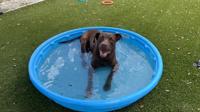 adoptable Dog in Miami, FL named CHEDDAR
