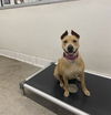 adoptable Dog in  named MEG