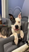 adoptable Dog in  named PEARL