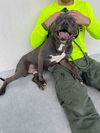 adoptable Dog in  named BOBBY