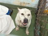adoptable Dog in  named OREO