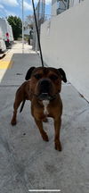 adoptable Dog in  named BUBBA