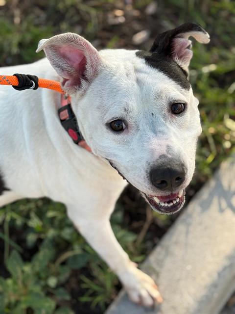 adoptable Dog in Miami, FL named SHELLY