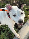 adoptable Dog in  named SHELLY