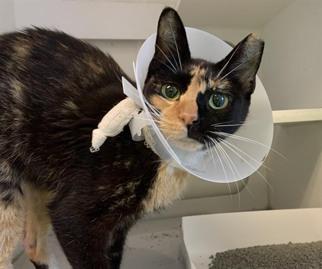 adoptable Cat in Miami, FL named BOOTS