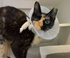 adoptable Cat in miami, FL named BOOTS