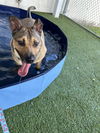 adoptable Dog in miami, FL named REVEL