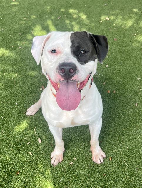 adoptable Dog in Miami, FL named BREEZY