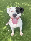 adoptable Dog in miami, FL named BREEZY