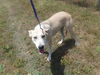 adoptable Dog in miami, FL named AVA