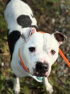 adoptable Dog in  named APOLLO