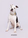APOLLO - Photo 1