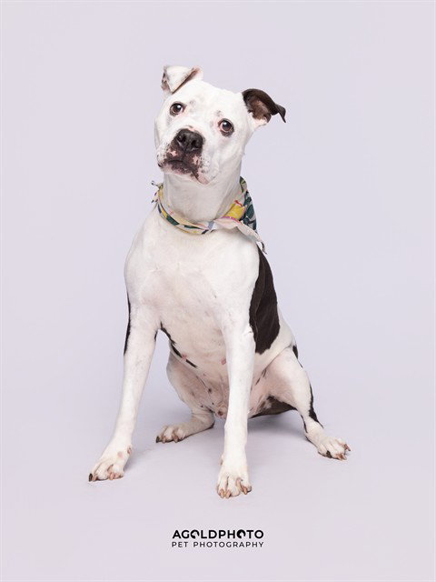 picture of the dog needing adoption
