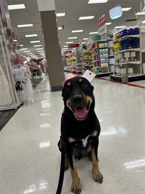 adoptable Dog in Miami, FL named MACHO