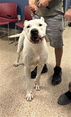adoptable Dog in  named DANNY