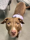 adoptable Dog in miami, FL named ROGER