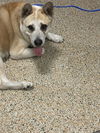 adoptable Dog in  named LIO