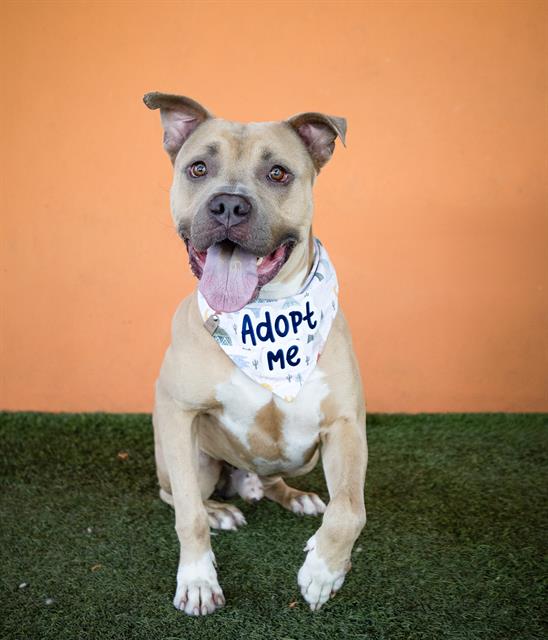 adoptable Dog in Miami, FL named CARSON