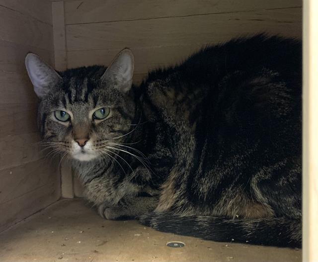 adoptable Cat in Miami, FL named PRINCIPE