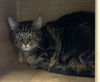 adoptable Cat in miami, FL named PRINCIPE