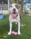 adoptable Dog in , FL named BLUE
