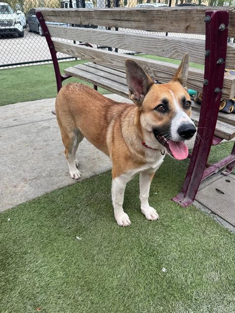 adoptable Dog in Miami, FL named MARY