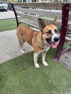 adoptable Dog in  named MARY