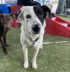 adoptable Dog in  named LUFFY