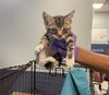 adoptable Cat in , FL named BINX