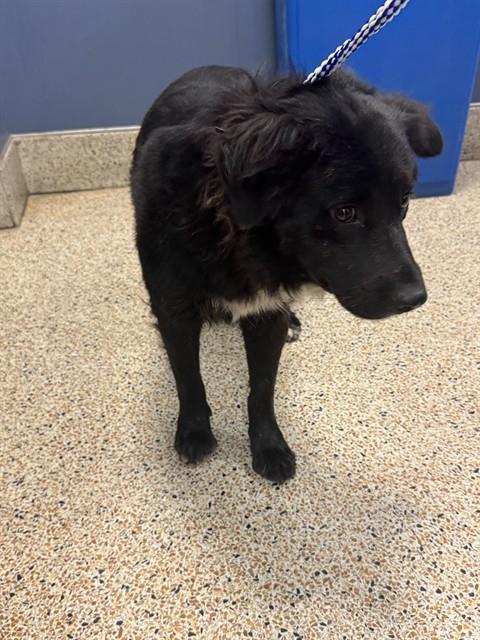 adoptable Dog in Miami, FL named FINN