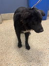 adoptable Dog in  named FINN