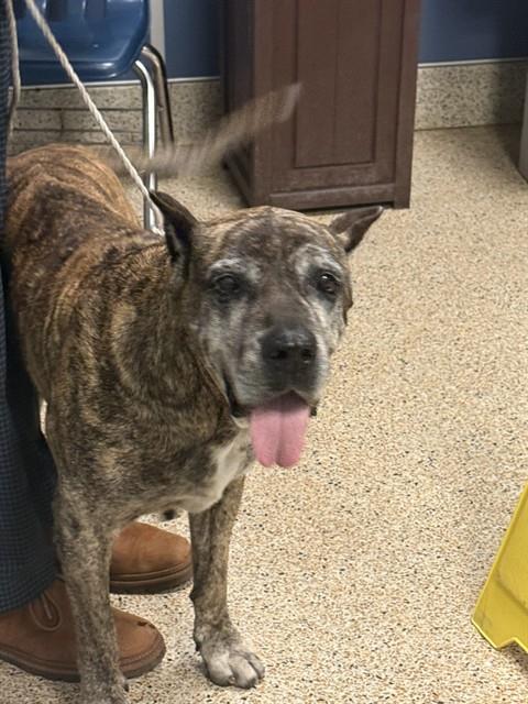 adoptable Dog in Miami, FL named LOLA