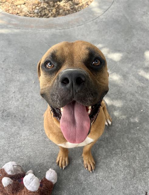 adoptable Dog in Miami, FL named DRACO