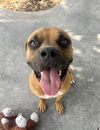 adoptable Dog in  named DRACO