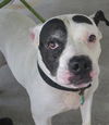 adoptable Dog in  named SPECKLE
