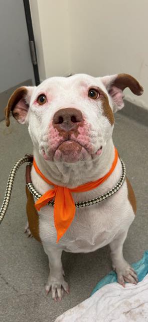 adoptable Dog in Miami, FL named KIM