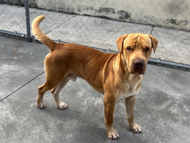 adoptable Dog in Miami, FL named GADGET