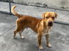 adoptable Dog in  named GADGET
