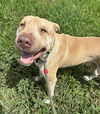 adoptable Dog in  named GIZMO