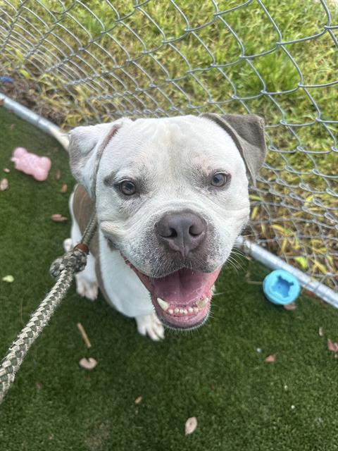 adoptable Dog in Miami, FL named ROBIN