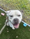 adoptable Dog in  named ROBIN