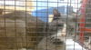 adoptable Cat in miami, FL named REGGIE