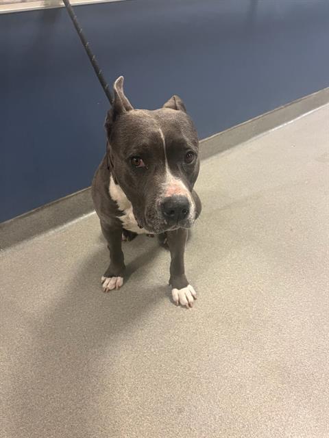 adoptable Dog in Miami, FL named REX