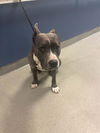 adoptable Dog in  named REX