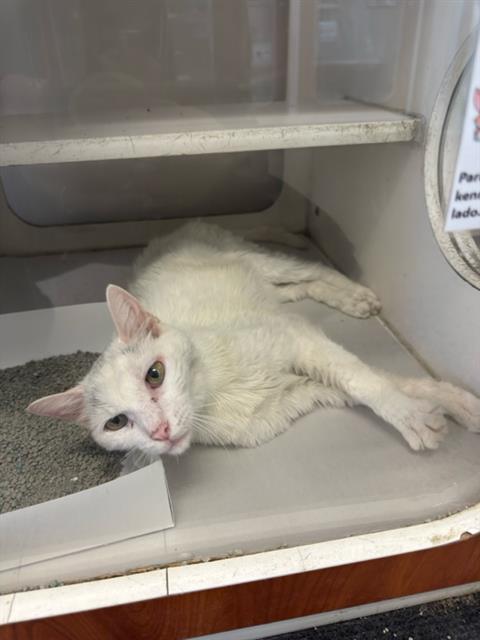 picture of the cat needing adoption