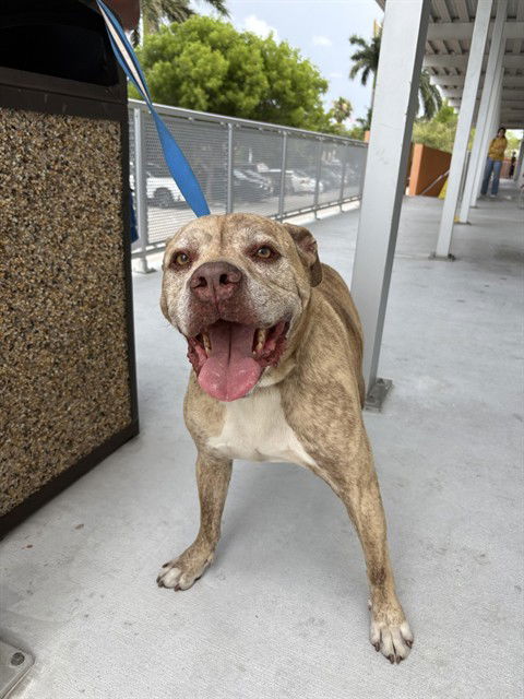 adoptable Dog in Miami, FL named BUD