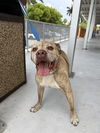 adoptable Dog in  named BUD