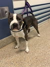 adoptable Dog in  named MAX