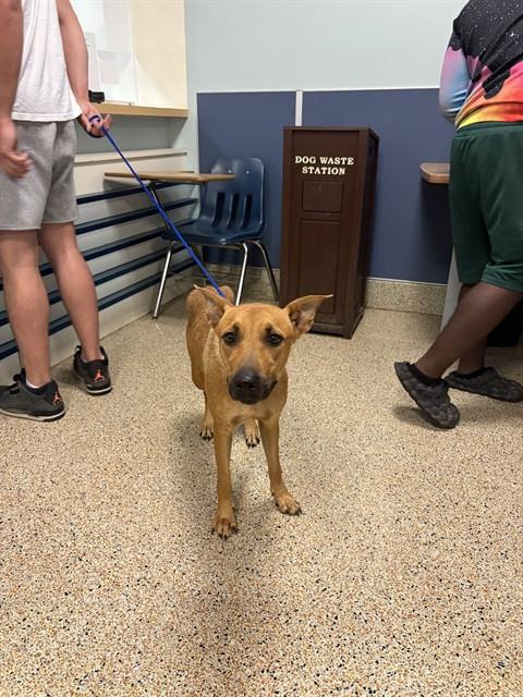 adoptable Dog in Miami, FL named DULCE DE LECHE